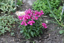 Lowenmäulchen 0221.JPG