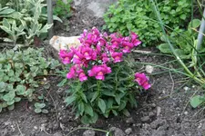 Lowenmäulchen 0221.webp