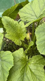 IMG_0253.jpeg