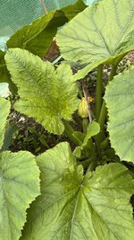 IMG_0253.jpeg