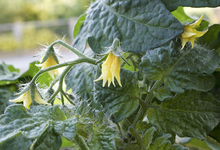tomatenbluete.webp