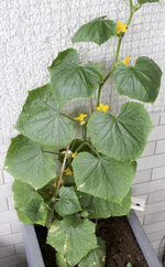 gurkenpflanze.webp