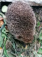 Igel.webp