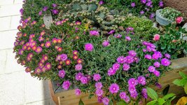 IMG_20190612_143949783_HDR.jpg