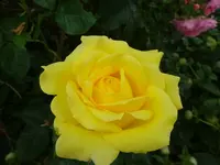 DSC03494.webp