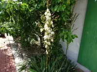 DSC03527.webp