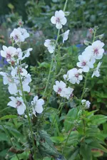 IMG_1028.JPG IMG_1028.JPG