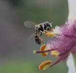 A235DCD0-F74C-413E-8764-5D60CCFB6A9C_1_201_a.jpeg A235DCD0-F74C-413E-8764-5D60CCFB6A9C_1_201_a.jpeg