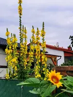 IMG_20230701_082328-EFFECTS.webp IMG_20230701_082328-EFFECTS.webp