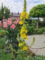 IMG_20200630_083145.webp IMG_20200630_083145.webp