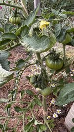 IMG_0270.jpeg