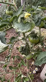 IMG_0270.jpeg