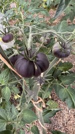 IMG_0273.jpeg