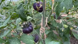 IMG_0275.jpeg