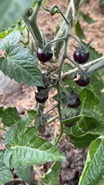 IMG_0280.jpeg