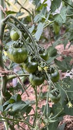 IMG_0293.jpeg