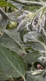 IMG_0288.jpeg