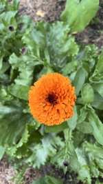 IMG_0265.jpeg
