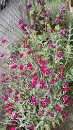 IMG_0267.jpeg