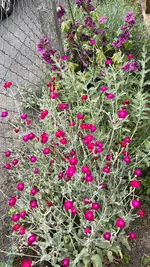 IMG_0267.jpeg
