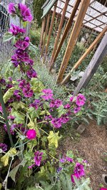 IMG_0268.jpeg