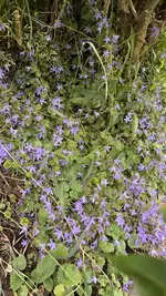 IMG_0258.jpeg