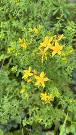 IMG_0289.jpeg