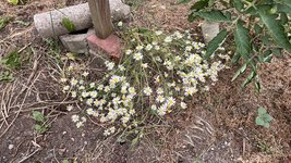 IMG_0278.jpeg