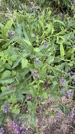 IMG_0260.jpeg