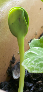 sonnenblume.jpg