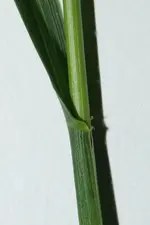Quecke Blattöhrchen 20220501.webp