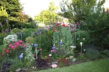 Juni         9624gf.webp