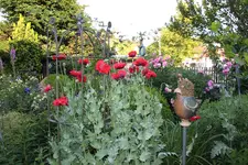 Juni         9624hf.webp
