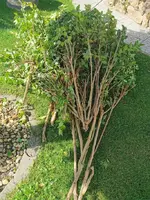 IMG_20240619_091612.webp