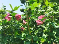 IMG_20240619_125953.webp