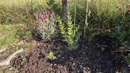 IMG_0298.jpeg