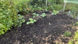 IMG_0297.jpeg