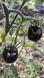 IMG_0308.jpeg