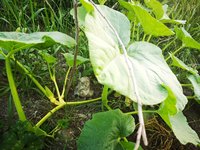 IMG_20240619_201324.jpg