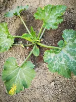 IMG_20240619_201244.webp