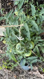 IMG_0306.jpeg