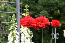 Mohn0516.JPG