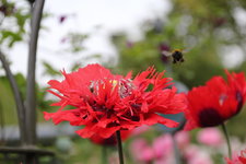 Mohn   0424.jpg