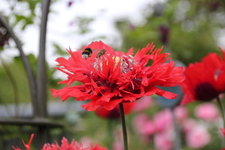 Mohn   0524.jpg