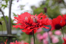 Mohn   0624.jpg