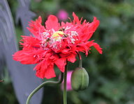 Mohn   0724.jpg