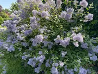 IMG_4195.webp