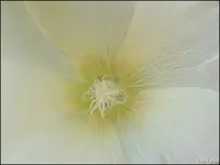 c051.webp