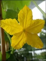 c052.webp