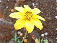 c054.webp